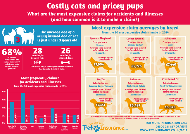 Cat Insurance Comparisons